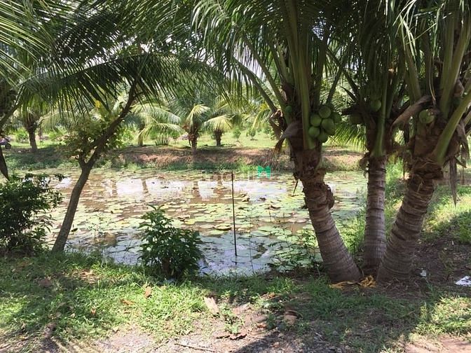 Hình ảnh 17000m2 Có chứng chỉ Vườn Cây Ao Cá,Thêm Túp Lều Lý Tưởng