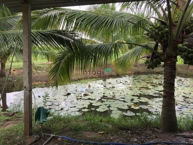 Hình ảnh 17000m2 Có chứng chỉ Vườn Cây Ao Cá,Thêm Túp Lều Lý Tưởng
