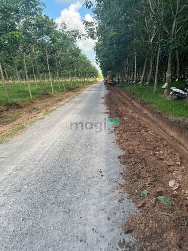 Hình ảnh Đất Trang MB66.COM Chính Thức - MB 66 Uy Tín TP Bến Cát - Bình Dương giá rẻ!!!!!!!
