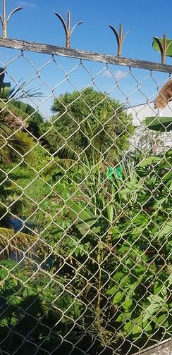 Hình ảnh đất cây lâu năm mặt tiền phường tân ngãi tp vĩnh long