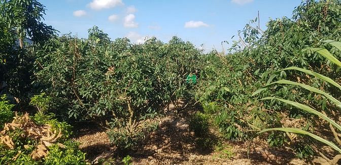 Hình ảnh đất cây lâu năm mặt tiền phường tân ngãi tp vĩnh long