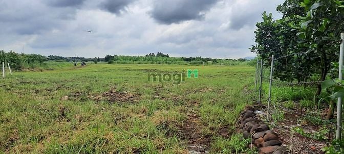 Hình ảnh Bán đất vườn trả nợ giá nào cũng bán