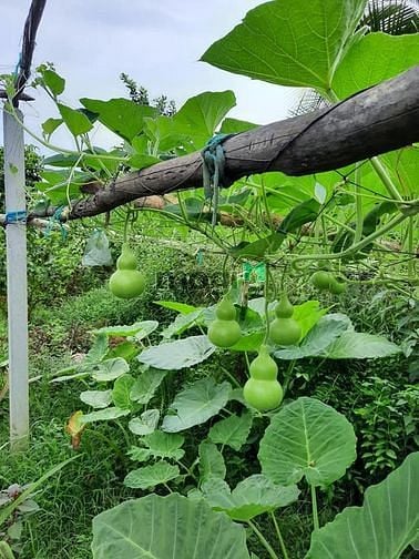 Hình ảnh Bán mảnh đất vườn ngay kênh N25 1 sẹc đường Trung Lập 1118m2 gía rẻ