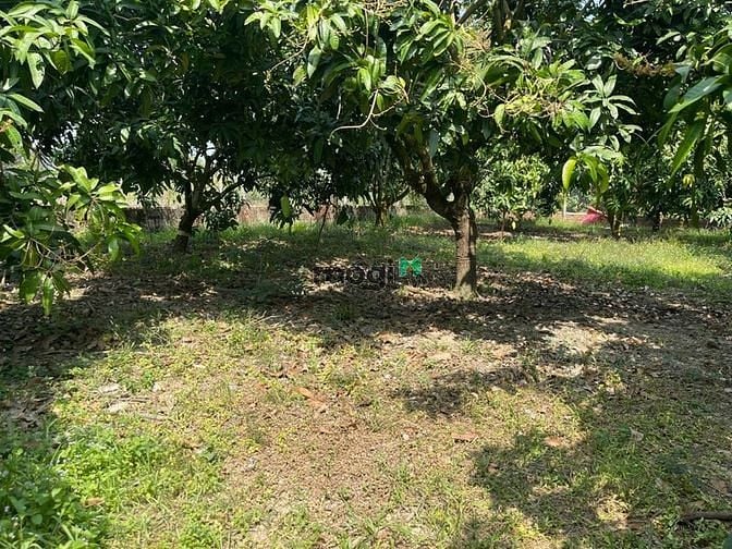 Hình ảnh Vườn xoài thái đang cho thu hoạch