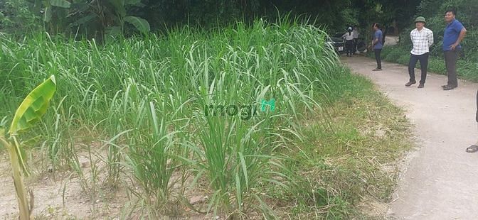 Hình ảnh Quang Hiển,Quang Thịnh, Bắc Giang:DT=266m2,giá chỉ có 650tr