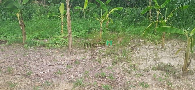 Hình ảnh Quang Hiển,Quang Thịnh, Bắc Giang:DT=266m2,giá chỉ có 650tr