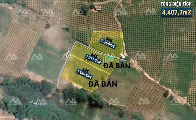 Hình ảnh Cần ra lô đất trồng cây ngay Chợ Lầu