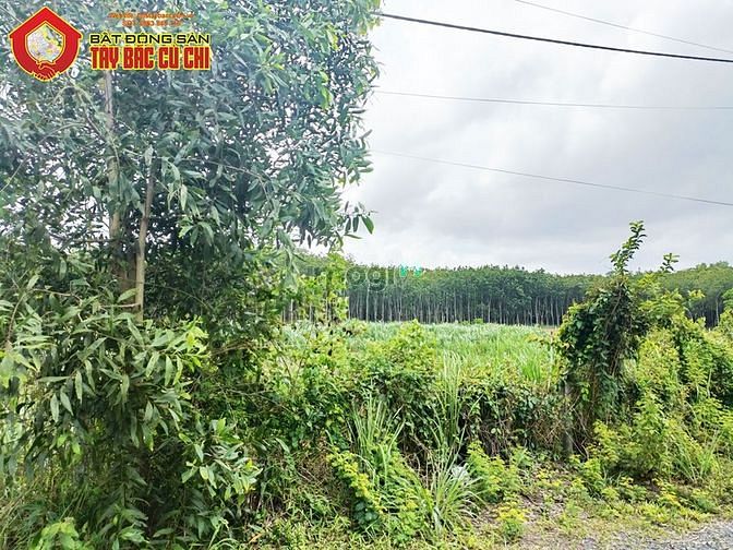 Hình ảnh Bán đất đường Đào Thị Thơm - 892m2 - 20x46 - 300m2 thổ cư - xã An Nhơn