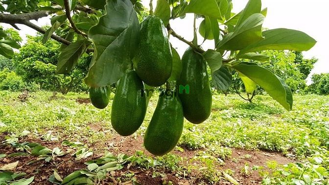 Hình ảnh Lô đất gần hồ Trị An, Định Quán, Đồng Nai