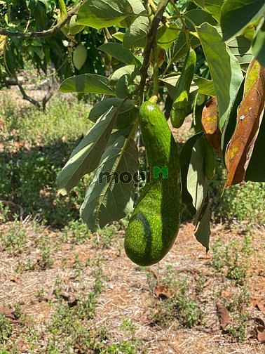 Hình ảnh Lô đất gần hồ Trị An, Định Quán, Đồng Nai