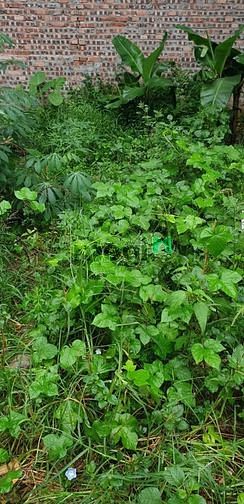 Hình ảnh Bán Đất TĐC Giang Biên, kinh doanh đỉnh, 40m, MT 3.5, nhỉnh 5 tỷ