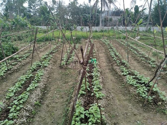 Hình ảnh Đất thổ cư giá rẻ Tế Nông, Nông Cống