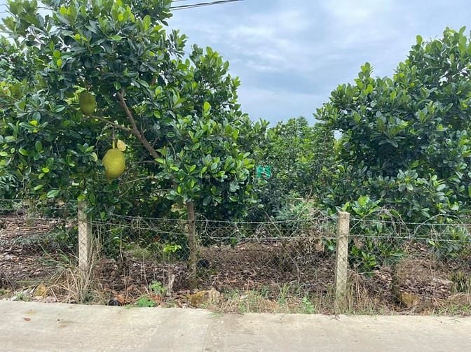 Hình ảnh Bán lô đất Mặt Tiền 200m2 đường liên xã Phú Tân . ĐỊnh quán