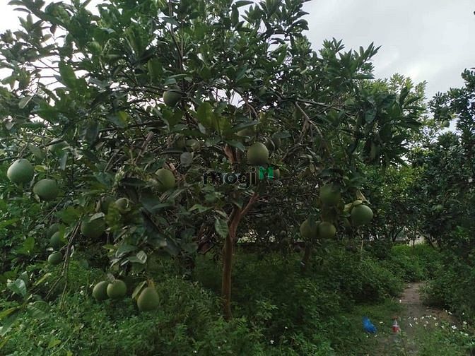 Hình ảnh View đồng  - thế đất cao - diện tích rộng - di chuyển thuận tiện -