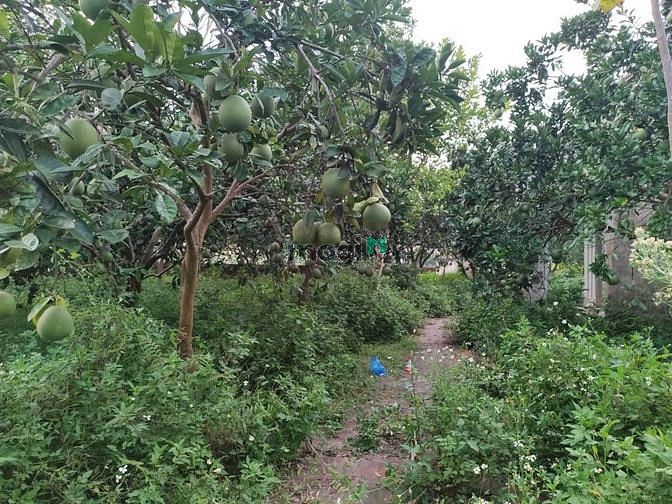 Hình ảnh View đồng  - thế đất cao - diện tích rộng - di chuyển thuận tiện -