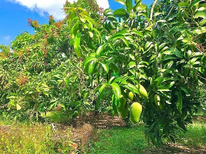 Hình ảnh Bán lô đất sổ sẵn có vườn trái cây