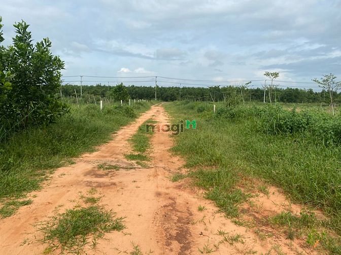 Hình ảnh Đất sát đường nhựa KCN thắng Hải đất đẹp giâ 2 tỷ 950 tr