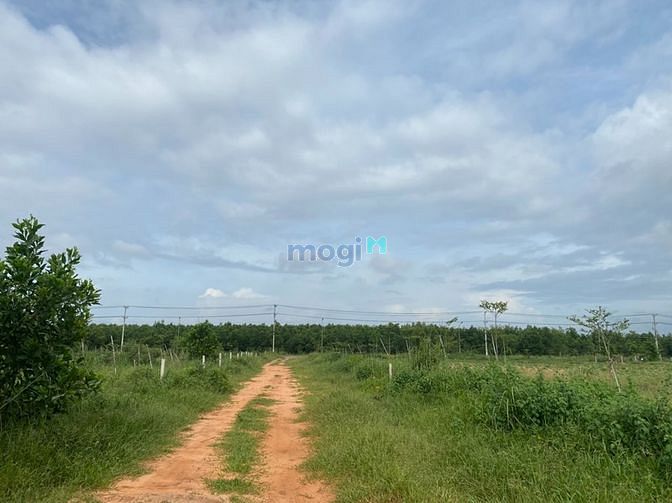 Hình ảnh Đất sát đường nhựa KCN thắng Hải đất đẹp giâ 2 tỷ 950 tr