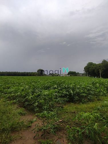 Hình ảnh Bán Gấp Lô Đất Vườn 1005 m2 Khu Minh Lập Chơn Thành Bình Phước