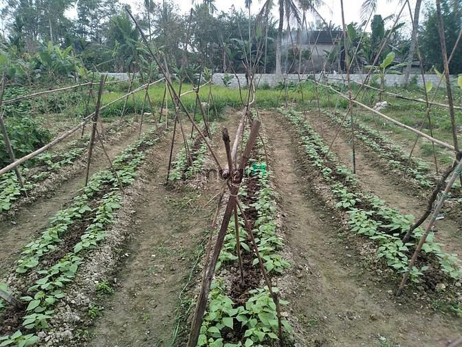 Hình ảnh Đất thổ cư giá rẻ Xã Tế Nông, Nông Cống.