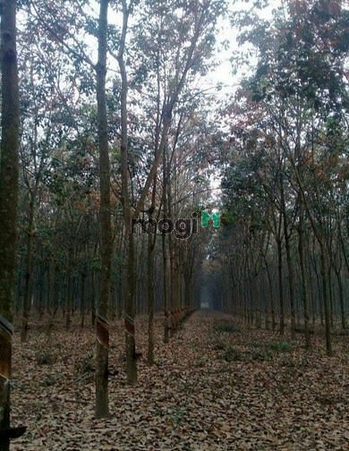 Hình ảnh Bán đất Minh Hòa, Dầu Tiếng, DT:130x355, TC100m2, SHR, giá 25 tỷ/4,6ha