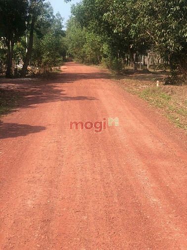Hình ảnh Bán đất Minh Hòa, Dầu Tiếng, DT:130x355, TC100m2, SHR, giá 25 tỷ/4,6ha