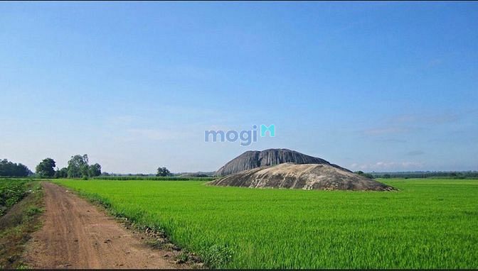 Hình ảnh Vườn xoài chính chủ giá Trang MB66.COM Chính Thức - MB 66 Uy Tín