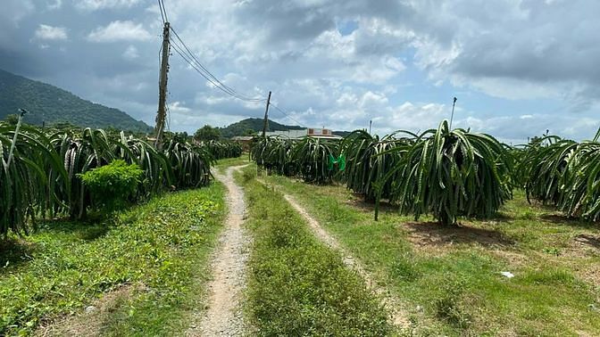 Hình ảnh 3000m đất Bình Thuận giáp suối, đường xe hơi