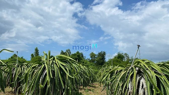 Hình ảnh 3000m đất Bình Thuận giáp suối, đường xe hơi