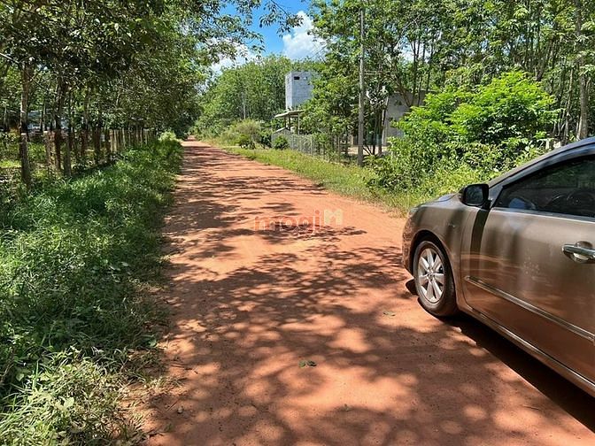 Hình ảnh Bán đất Minh Hòa, Dầu Tiếng, DT:10x50, TC100m2, SHR, giá 1,270 tỷ