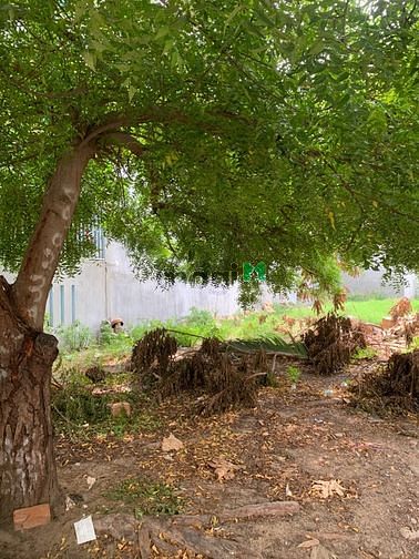 Hình ảnh 1 siêu phẩm đường 11m Phan Văn Lân 85.5m2 đối diện Ca.P Mỹ Bình