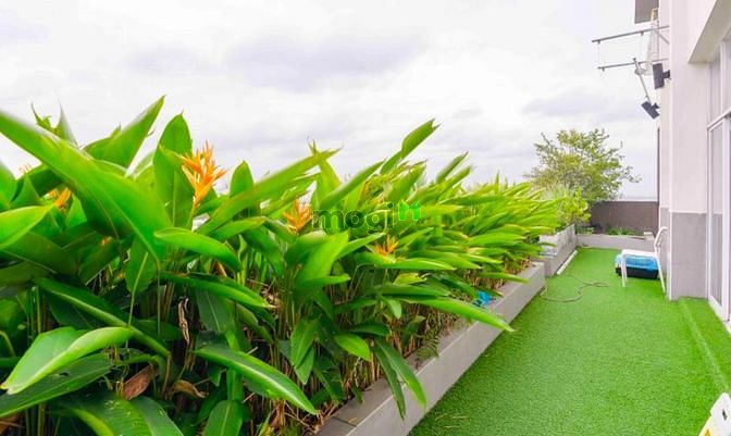 Hình ảnh PENTHOUSE Phú Mỹ Q7 4PN T15 353m2 6tỷ335