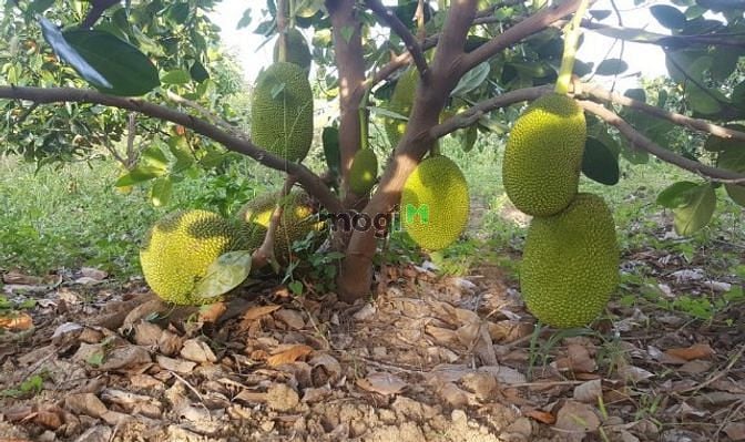 Hình ảnh Đất dân ở cách sân bay Long Thành 4km, DT 1067m2, Chỉ 2.69 tỷ