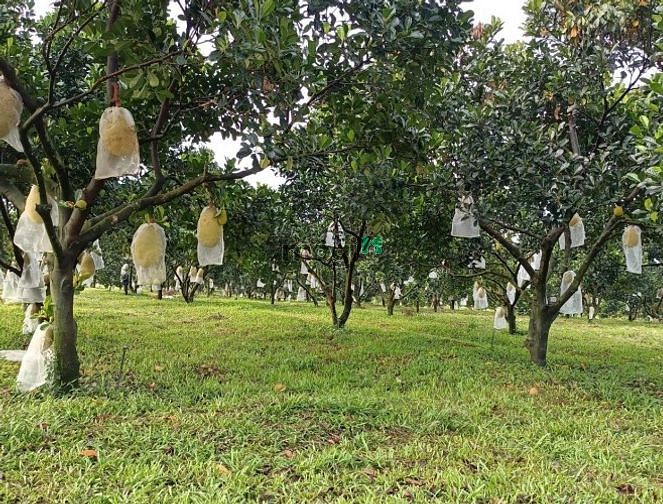 Hình ảnh Đất dân ở cách sân bay Long Thành 4km, DT 1067m2, Chỉ 2.69 tỷ