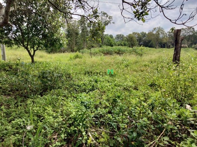 Hình ảnh 👉 Bán 1336M đất thổ cư thị trấn Tân Minh Hàm Tân giá rẻ bất ngờ