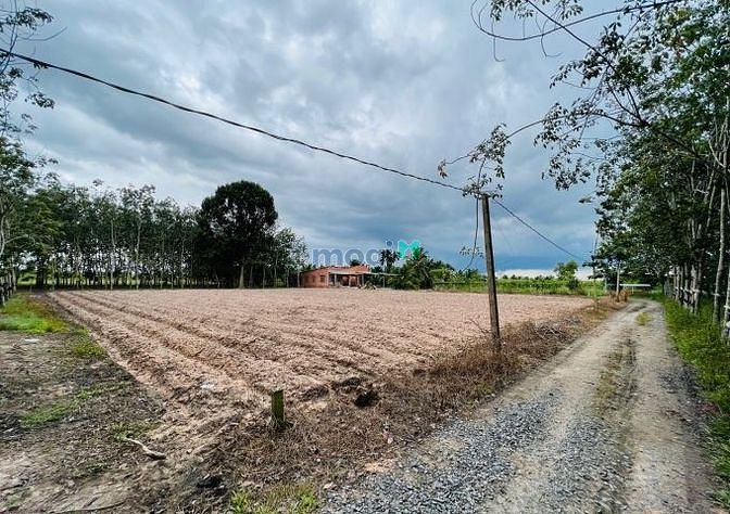 Hình ảnh Đất Bán Tây Ninh Thổ Cư Công Chứng Trong Tuần