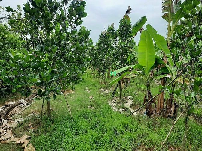Hình ảnh Mảnh đất vườn vuông đẹp, đang trồng mít Thái tại Thới Long - Ô Môn