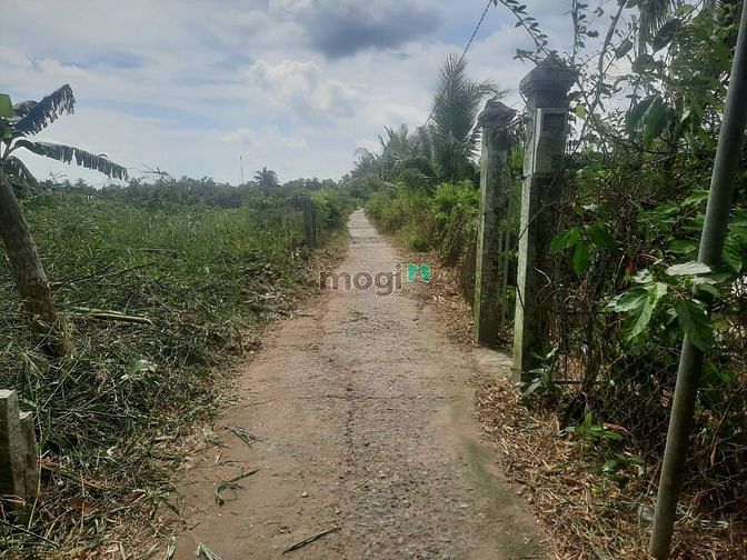 Hình ảnh Mảnh đất vườn vuông đẹp, đang trồng mít Thái tại Thới Long - Ô Môn