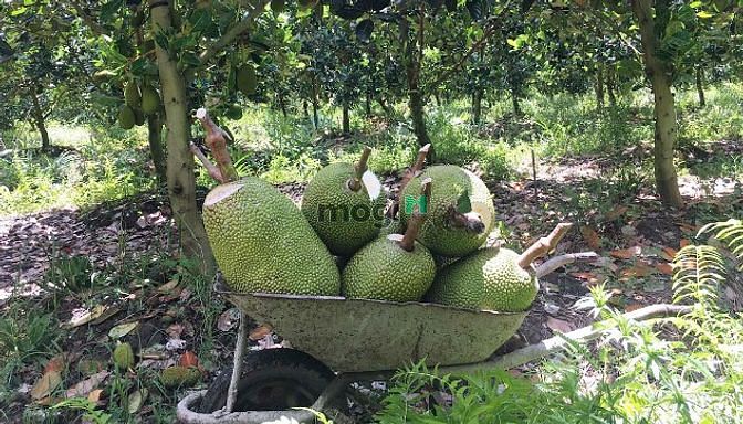 Hình ảnh Đất vườn Long Thành 1088m2, Chỉ 2.7 tỷ, Cách Thủ Đức 25km