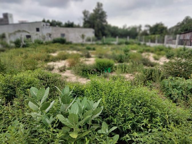 Hình ảnh 👉Hiếm.bán đất Biển Cam Bình,Lagi,Bình Thuận, giá rẻ bất ngờ