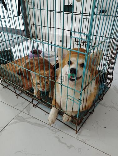 Hình ảnh HiFriendZ ! Siêu Phẩm CHDV Duplex Ngay Q2 Dành Cho Các Bạn Đây 🔥