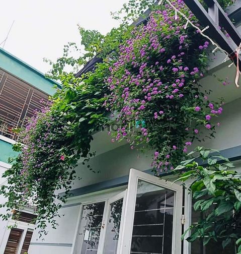 Hình ảnh Bán nhà MT đường Ngô Bệ. DT: 5m x 27m.