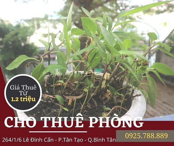 Hình ảnh Cho Thuê Phòng Có Gác (12 - 15m2) số 178 Lê Đình Cẩn, Q.Bình Tân