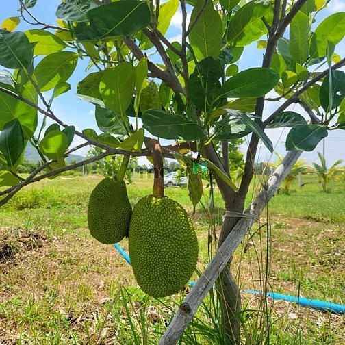 Hình ảnh 👉Bán 3 Sào đất Phan Hòa, Bắc Bình, Bình Thuận,siêu rẻ