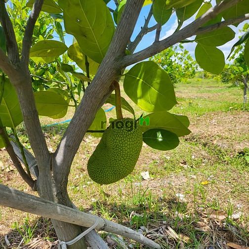 Hình ảnh 👉Bán 3 Sào đất Phan Hòa, Bắc Bình, Bình Thuận,siêu rẻ