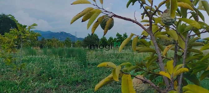 Hình ảnh 👉Bán 3 Sào đất Phan Hòa, Bắc Bình, Bình Thuận,siêu rẻ