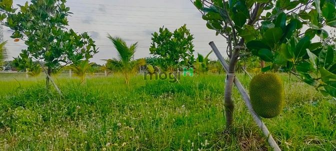 Hình ảnh 👉Bán 3 Sào đất Phan Hòa, Bắc Bình, Bình Thuận,siêu rẻ