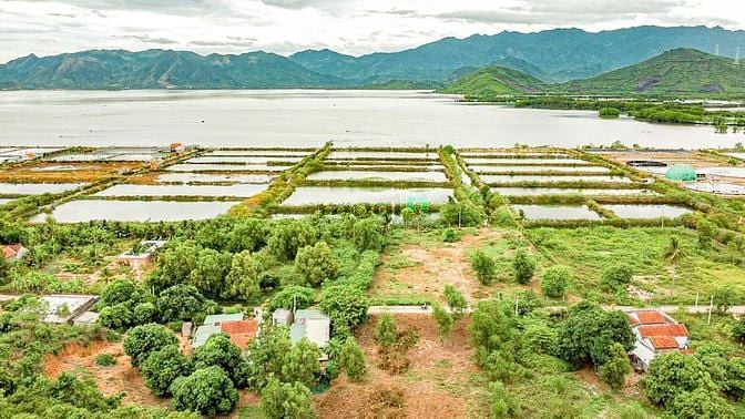 Hình ảnh NINH PHÚ đất này k xem thì tiếc mà xem k mua thì phí lắm ạ