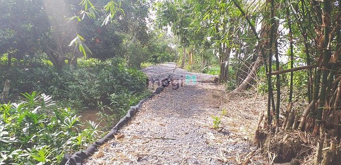Hình ảnh Bán gấp 5000m2 đất lúa xã Trung An, 1 sổ, giá 900 nghìn