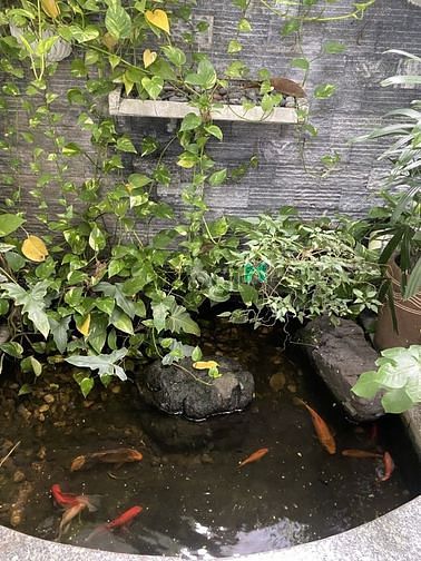 Hình ảnh Gấp bán Biệt thự Phan Đăng Lưu, Bình Thạnh, ngang 9m, chỉ 24.5 tỷ.